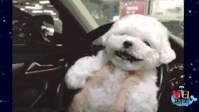 日本網(wǎng)紅柴犬maru的店,萌寵魅力與生活美學(xué)完美融合